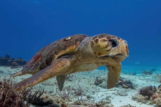 Cozumel underwater 2 Tank Dive by boat - Key points at a glance