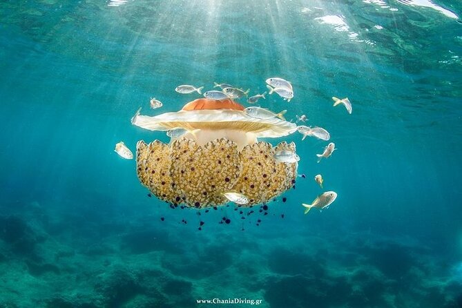 Crete-Chania: Snorkeling & Scuba Dive for Beginners by Boat - A good choice for families and mixed groups