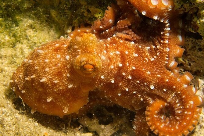 Crete-Chania: Snorkeling & Scuba Dive for Beginners by Boat - The guides make or break a first scuba session