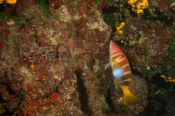 Crete-Chania: Snorkeling & Scuba Dive for Beginners by Boat - Getting to Archoleon 1 in Chania