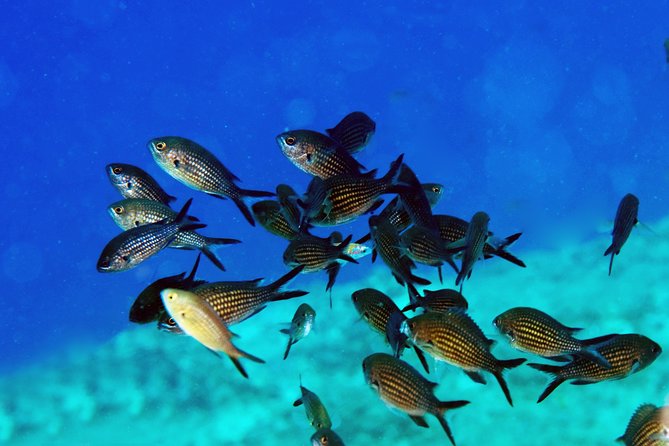 Crete Introductory Scuba Diving Experience - Theory first, then practice where mistakes are easy