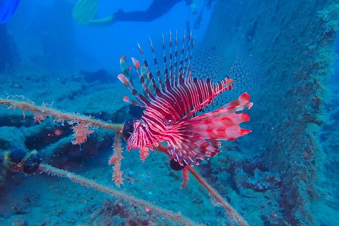 Crete: Scuba Diving for Certified Divers in Chania - Booking, pickup, and weather details