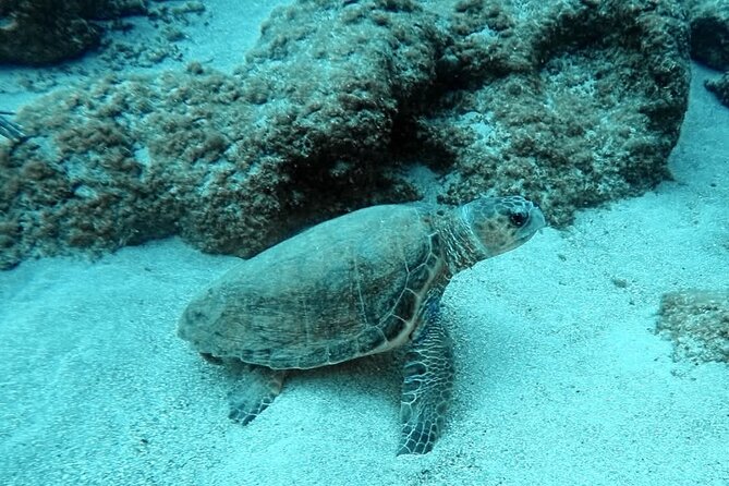 Crete: Scuba Diving for Certified Divers in Chania - Should you book this Crete scuba outing?