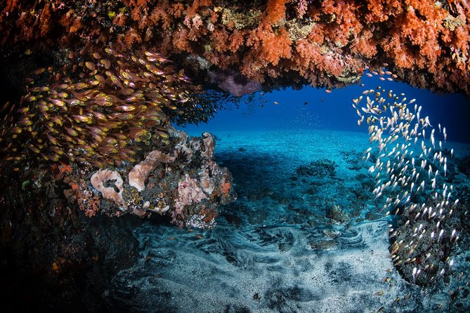 Day Trip certified divers - 3 Dives in Tulamben (pick-up & drop-off included) - The instructors and the private format