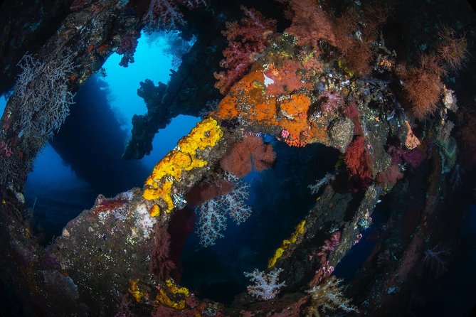 Day Trip certified divers - 3 Dives in Tulamben (pick-up & drop-off included) - Is $149.80 good value?
