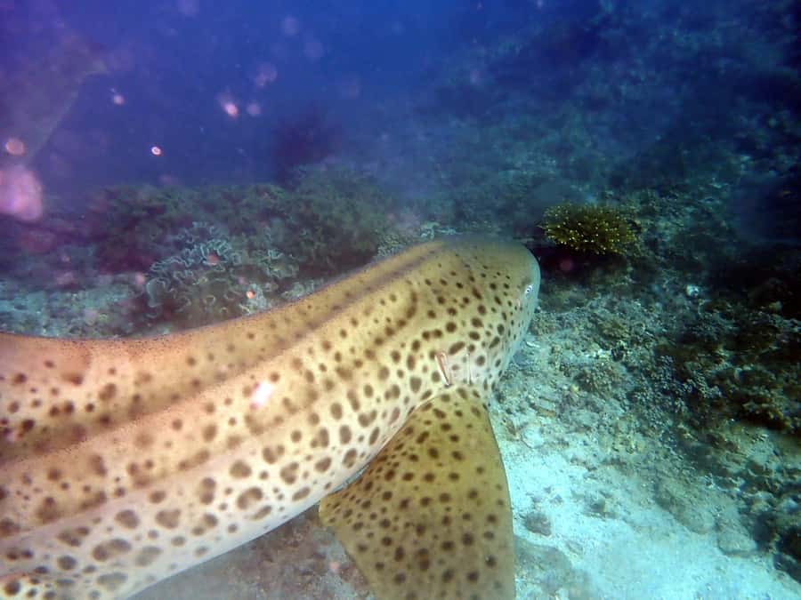 Dimaniyat Islands Scuba Diving Trip - Key points to know before booking