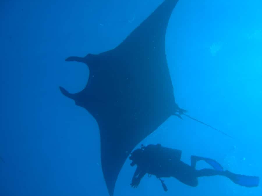 Dimaniyat Islands Scuba Diving Trip - Why the Dimaniyat Islands make a good Muscat day trip