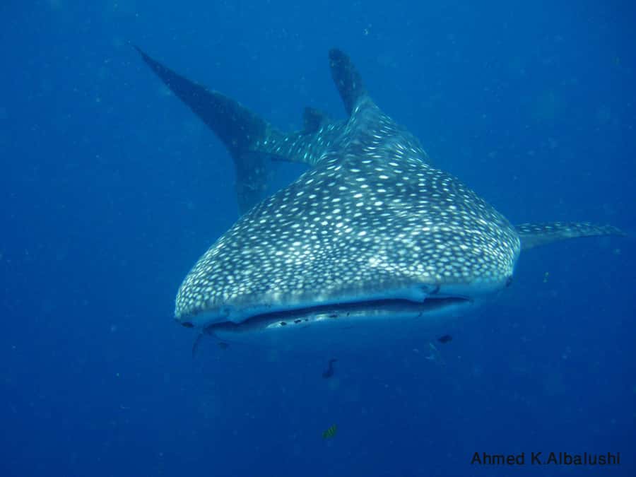 Dimaniyat Islands Scuba Diving Trip - The 30-minute ride to the islands