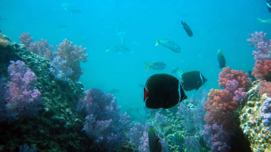 Dimaniyat Islands Scuba Diving Trip - Preparing for the first underwater session