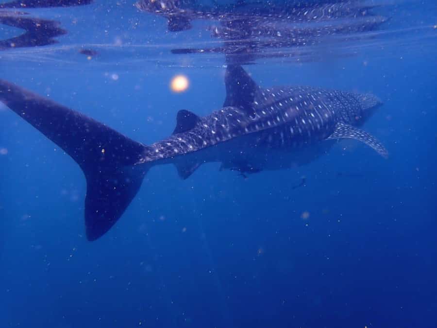 Dimaniyat Islands Scuba Diving Trip - The return ride and the chance of whale sharks