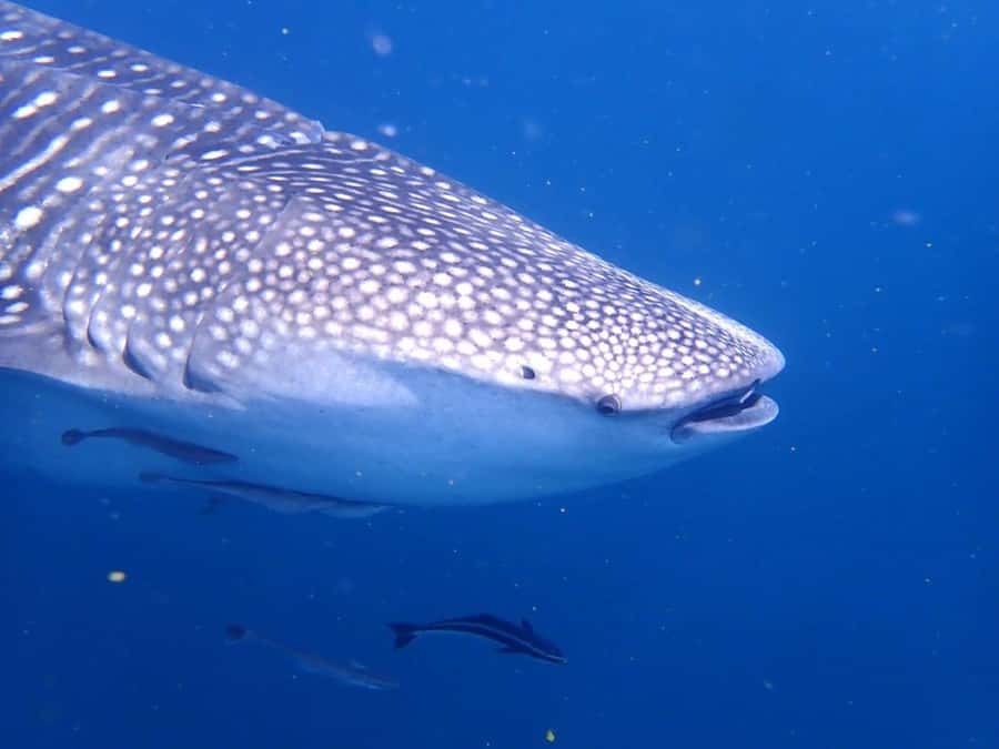 Dimaniyat Islands Scuba Diving Trip - What the $165 price really covers
