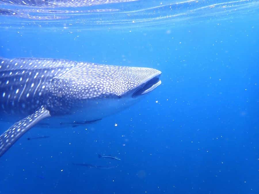 Dimaniyat Islands Scuba Diving Trip - Who should book this Oman experience