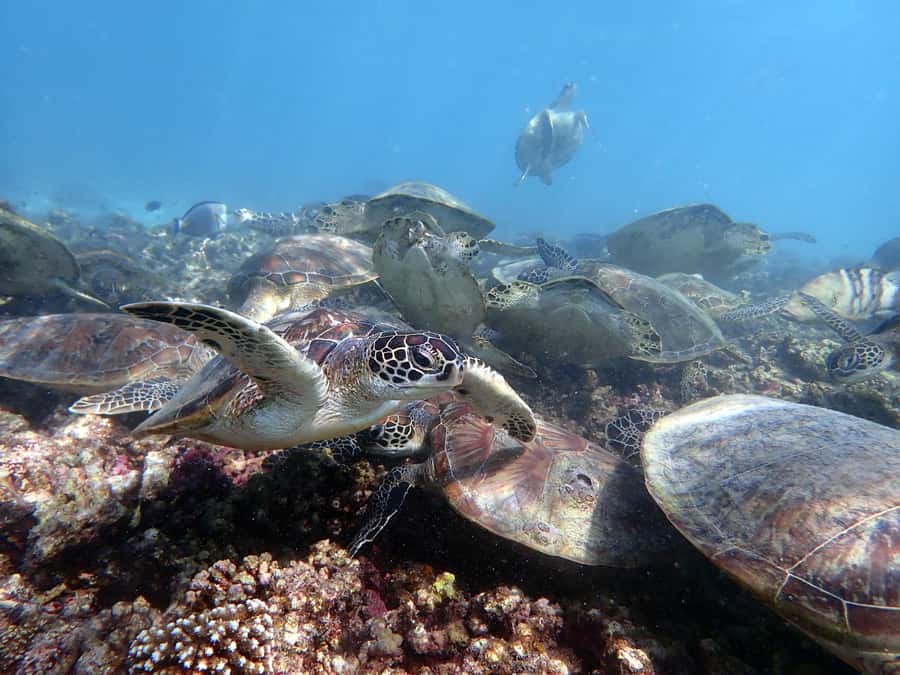 Dimaniyat Islands Scuba Diving Trip - Meeting the boat at Alseeb Marina