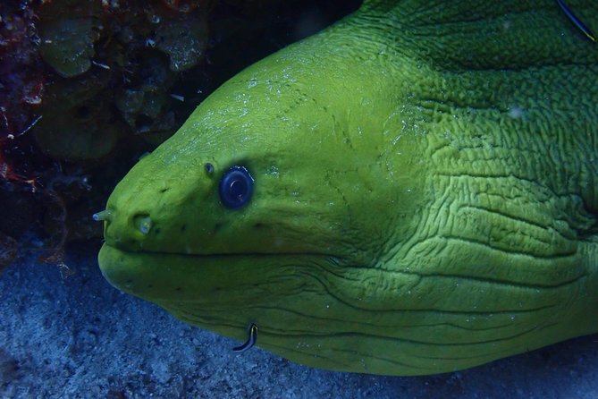 Discover Diving in Curacao - Learning the gear, safety rules, and hand signals