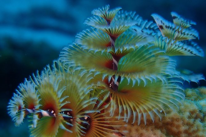 Discover Diving in Curacao - The Tugboat site at about 40 feet