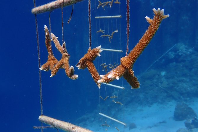 Discover Diving in Curacao - A strong choice for nervous beginners and families