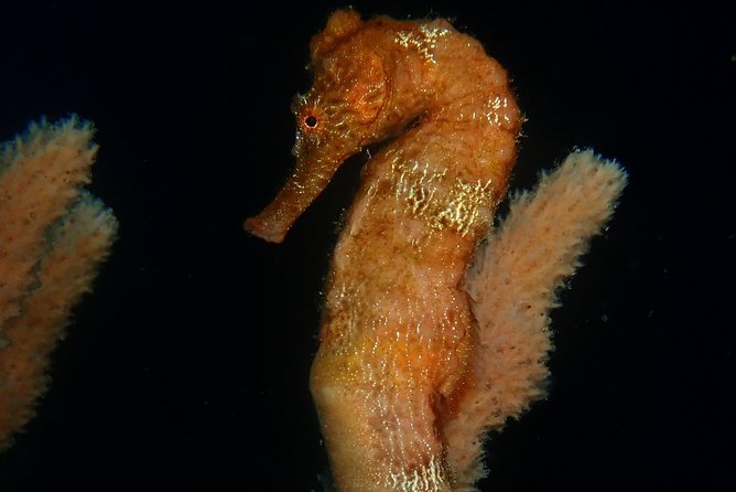 Discover Diving in Curacao - What the $125 price includes