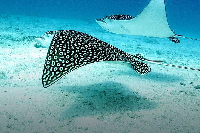 Discover Fajardo: 2-Tank Scuba Diving - Equipment, food, and what you still need to pay