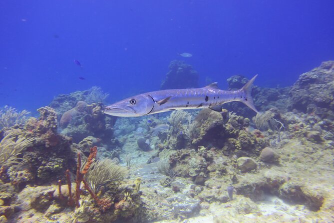 Discover Scuba - Who will get the most from this experience