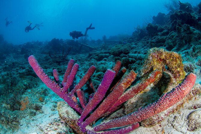 Discover Scuba Dive in Curacao - Why the private format matters