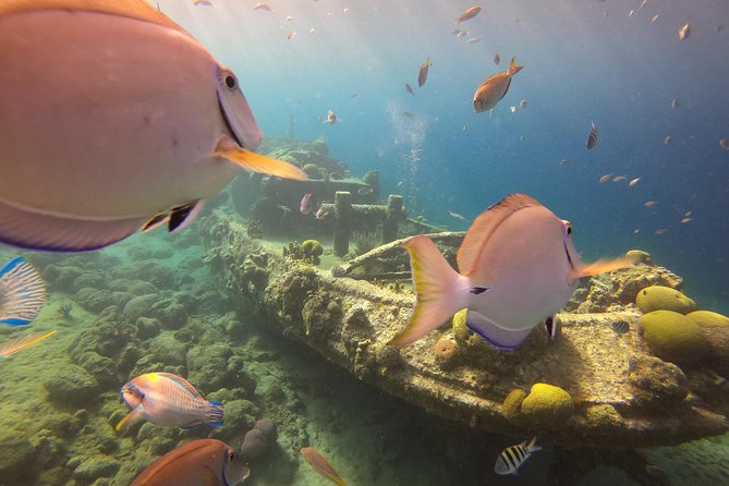 Discover Scuba Dive in Curacao - Who will get the most from this experience