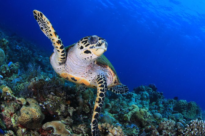 Discover Scuba Diving - A one-day introduction to Sharm’s Red Sea