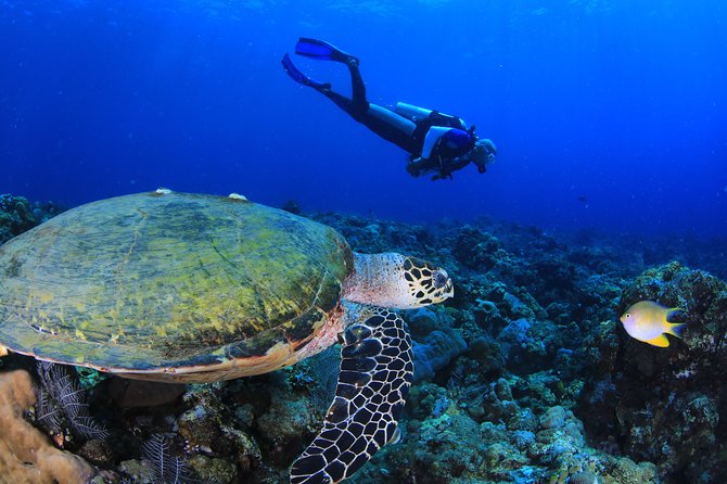 Discover Scuba Diving - From the pool to the beach