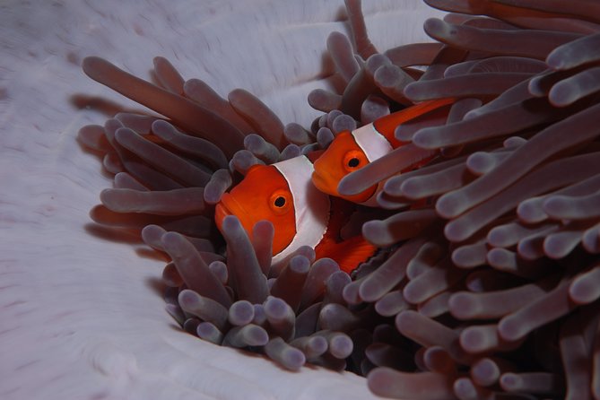 Discover Scuba Diving - Is $127.45 a fair price?