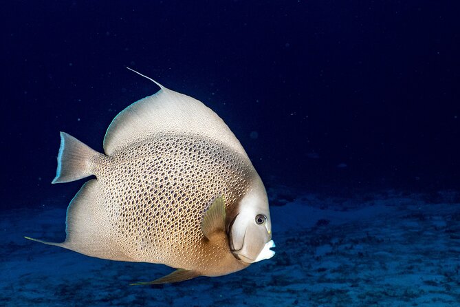 Discover Scuba Diving at Cozumel Marine Park - What the $160 price really covers