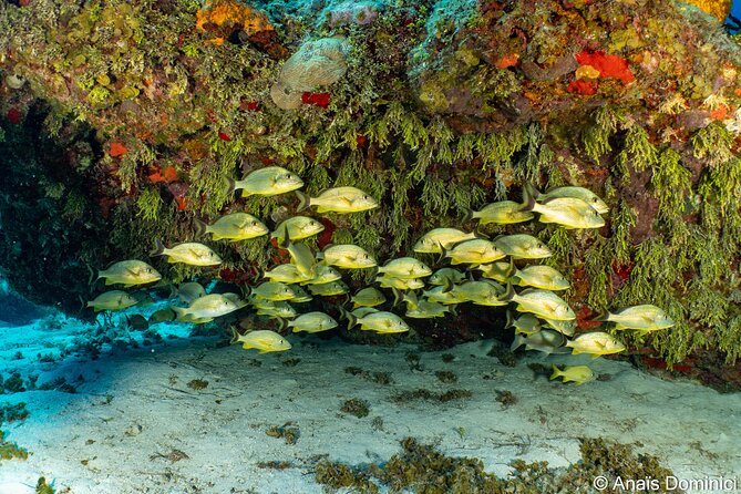 Discover Scuba Diving at Cozumel Marine Park - Timing details worth clearing up