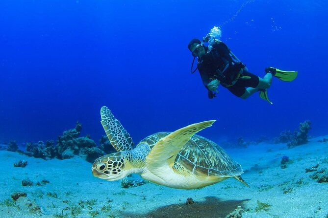 Discover Scuba Diving & Beach Club with Transportation In Riviera Maya - From hotel lobby to Maroma Beach