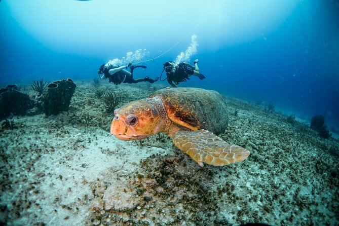 Discover Scuba Diving & Beach Club with Transportation In Riviera Maya - Equipment, instruction, and safety