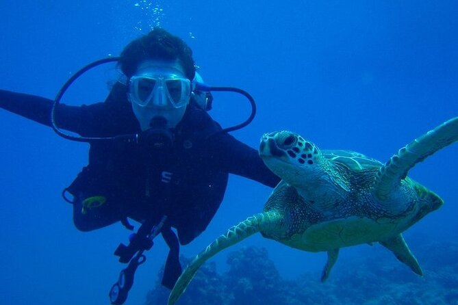 Discover Scuba Diving & Beach Club with Transportation In Riviera Maya - Who will get the most from this outing?
