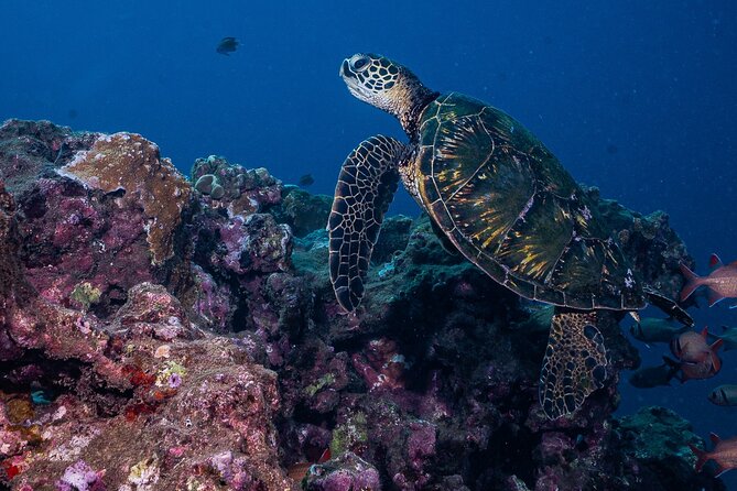 Discover Scuba Diving Class from Lahaina - Medical rules and the refund issue