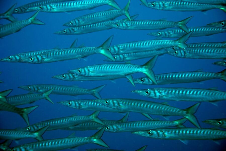 Discover Scuba Diving Experience - Who will get the most from this experience