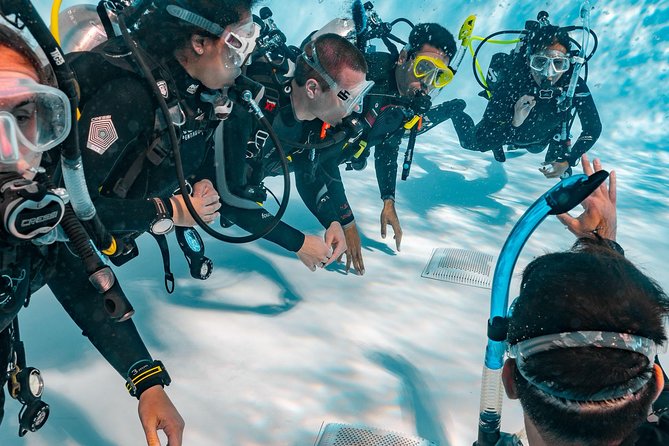 Discover Scuba Diving Experience - Fish Rock brings the marine life close