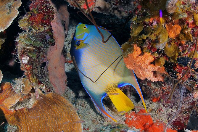 Discover Scuba Diving Experience - The practical rhythm of the day