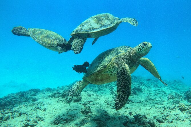 DISCOVER Scuba Diving Experience in Honolulu - What the three-hour Honolulu outing is really like