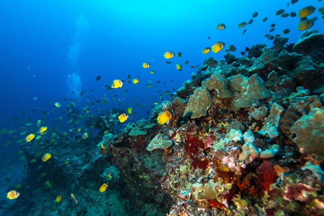 DISCOVER Scuba Diving Experience in Honolulu - Wildlife, visibility, and the role of weather