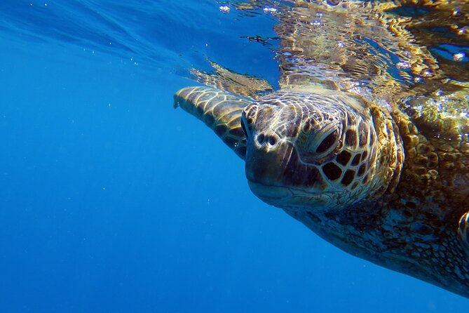 DISCOVER Scuba Diving Experience in Honolulu - The first session: skills at Turtle Canyon