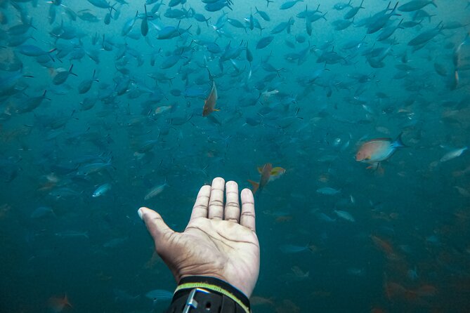 Discover SCUBA Diving in Beautiful Unawatuna Bay - Who should book this and who should pause