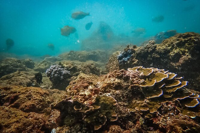 Discover SCUBA Diving in Beautiful Unawatuna Bay - Starting with tea, paperwork, and the right equipment