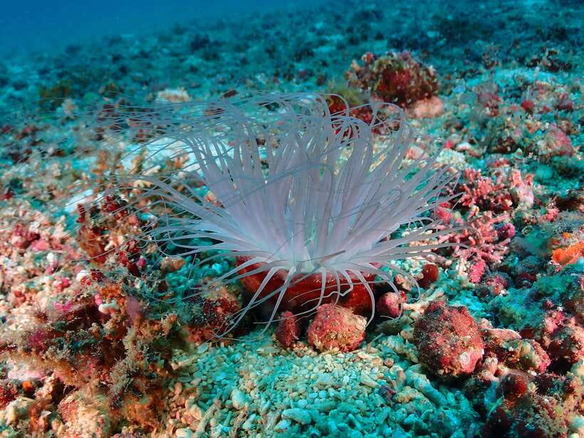 Discover Scuba Diving in Boracay - Your first hour: learning to breathe underwater
