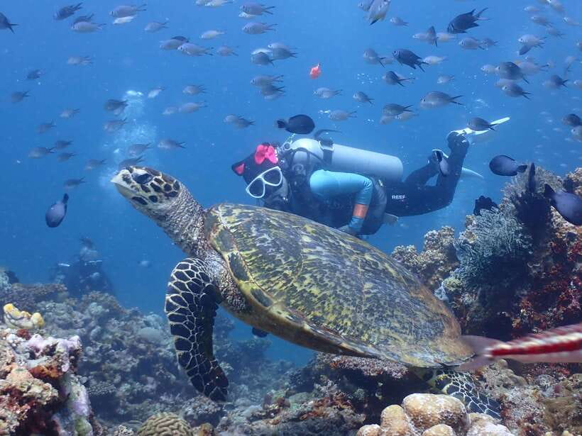 Discover Scuba Diving in Boracay - What you may see below the surface
