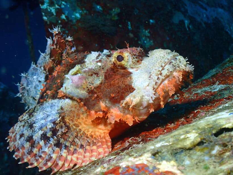 Discover Scuba Diving in Boracay - Photos, video, and the value of $49