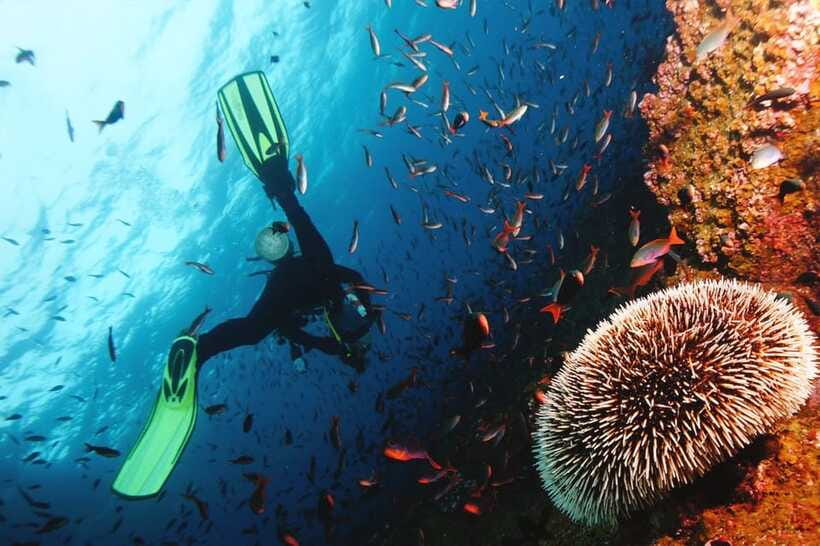 Discover Scuba Diving in Boracay - Who should book this Boracay session?