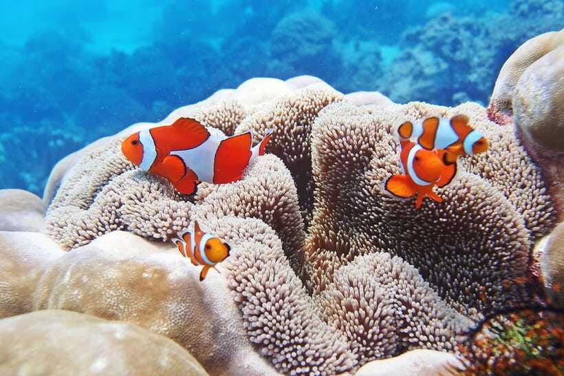 Discover Scuba Diving in Boracay - My booking verdict