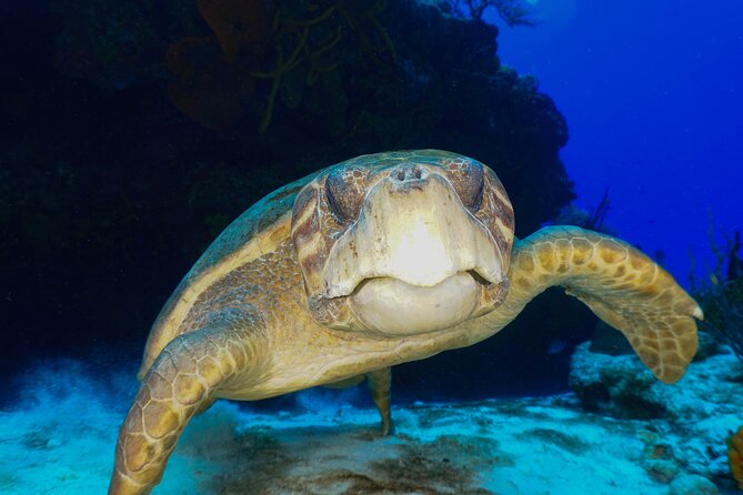 Discover Scuba Diving in Cozumel - A first scuba session built for nervous beginners