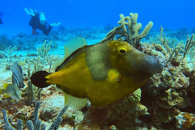 Discover Scuba Diving in Cozumel - Reaching 20 feet for the main underwater session