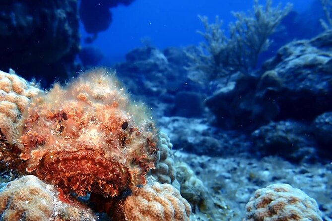 Discover Scuba Diving in Cozumel - Who will get the most from this experience